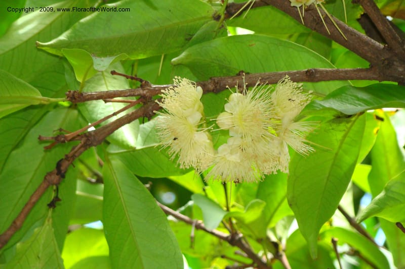 Syzygium samarangense--South Africa. Durban Botanical Garden. 30 Jan 09. 313.jpg