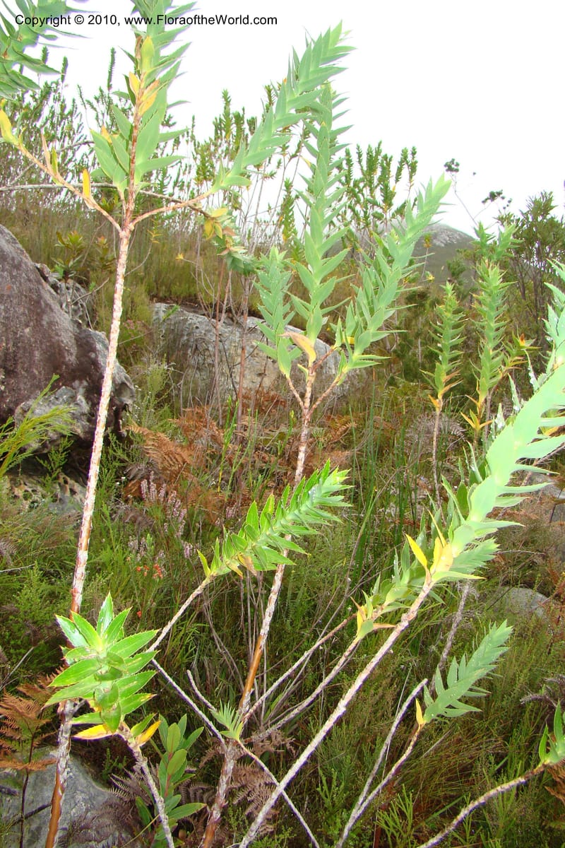 Cliffortia, C. Davidson 11489--South Africa. Marloth Nat. Res. Langeberg Mts. 22 Aug 09. 158 (4).jpg