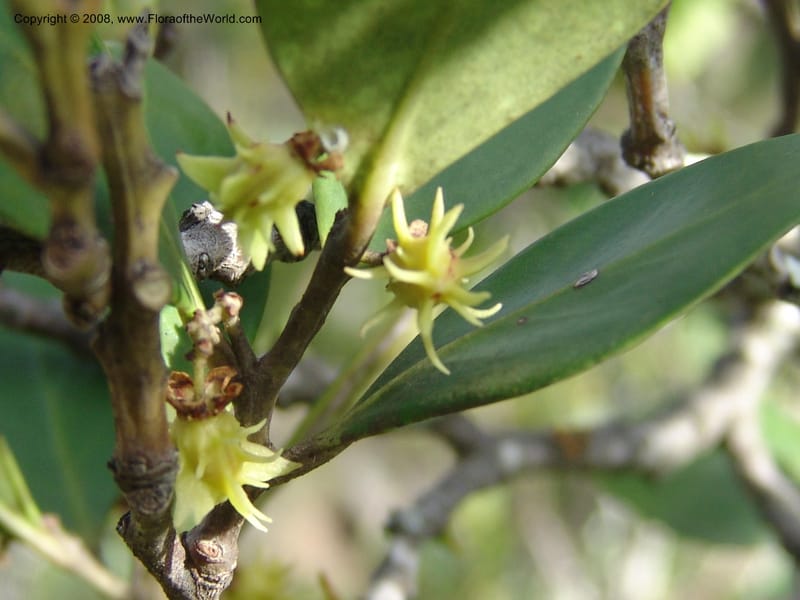 Pterocelastrus tricuspidatus--So.Africa. E. Cape. Waringham Farm, Quanti Area, Stut. 8 Mch 05. 513.jpg