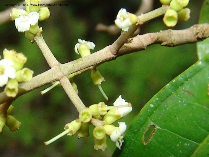 Miconia, Farfan 678--Peru. Edo. Madre de Dios. ACEER Res. Ctr. Mango Trail.18 Oct 05. 153.jpg