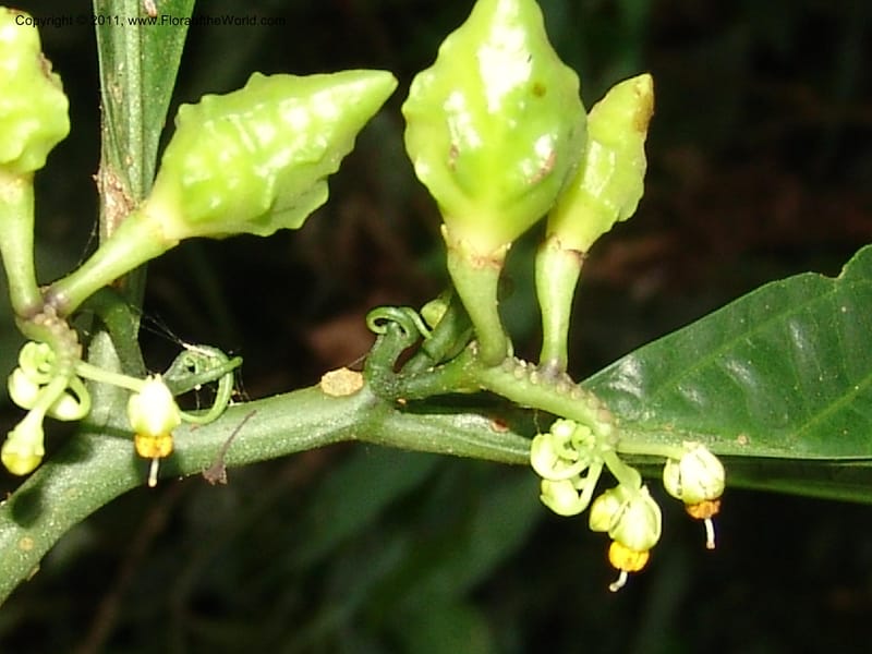 Solanum anceps, R. Vasquez 33006--Peru. Pillcopata. Qbda Pini Pini. 29 Oct 07. 666 (13).jpg