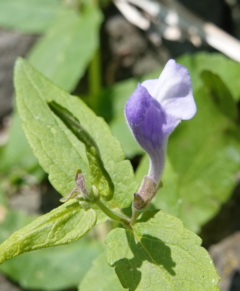 Scutellaria galericulata, C. Davidson 13882--ID. Fremont Co. Henry's Fork River. Box Canyon. 31 Jul 2018. DSC08304 (128).JPG