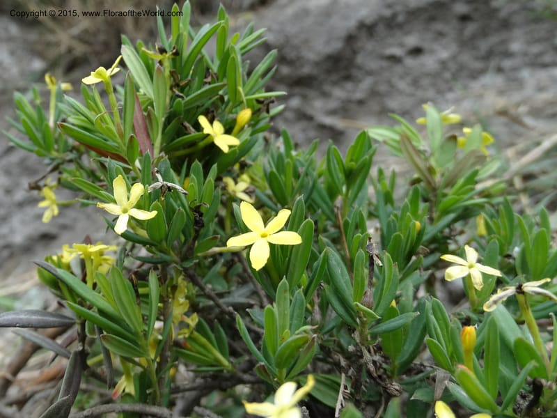 Wikstroemia, Boufford, D 43598--China. Sichuan. Yonghe Village. 6 May 2014. DSC04110 (22).JPG