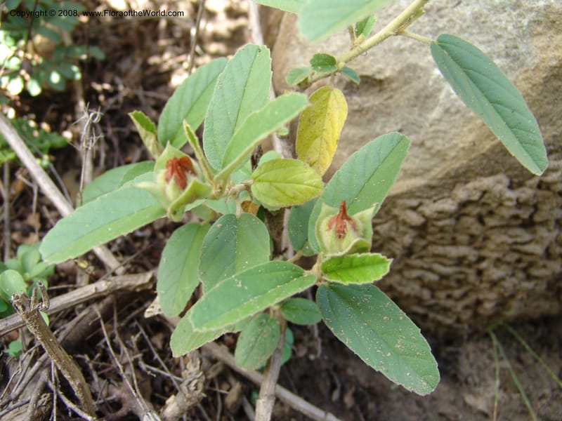 Melhania--So.Africa. E. Cape. Waringham Farm, Quanti Area, Stut. 8 Mch 05. 455.jpg