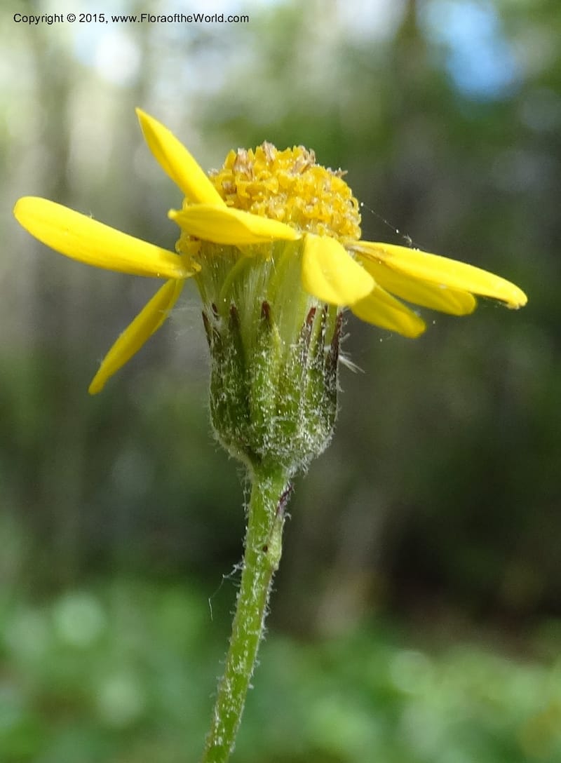 Packera serpenticola, Davidson, C 12974--No. Carolina. Clay Co. Buck Cr. 13 May 2015. DSC04619 (45).JPG