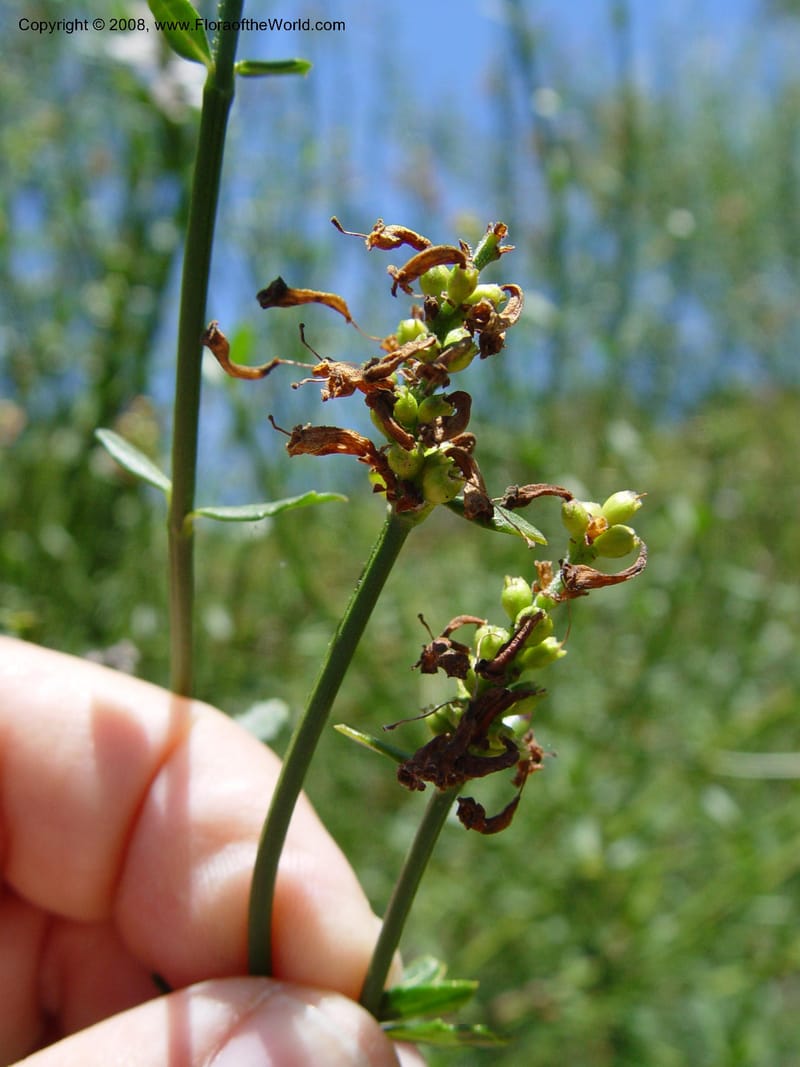 Diostea stenophylla, 90.1386--CA. UC Berkeley Bot. Gard. 4 Jul 03. 067.jpg