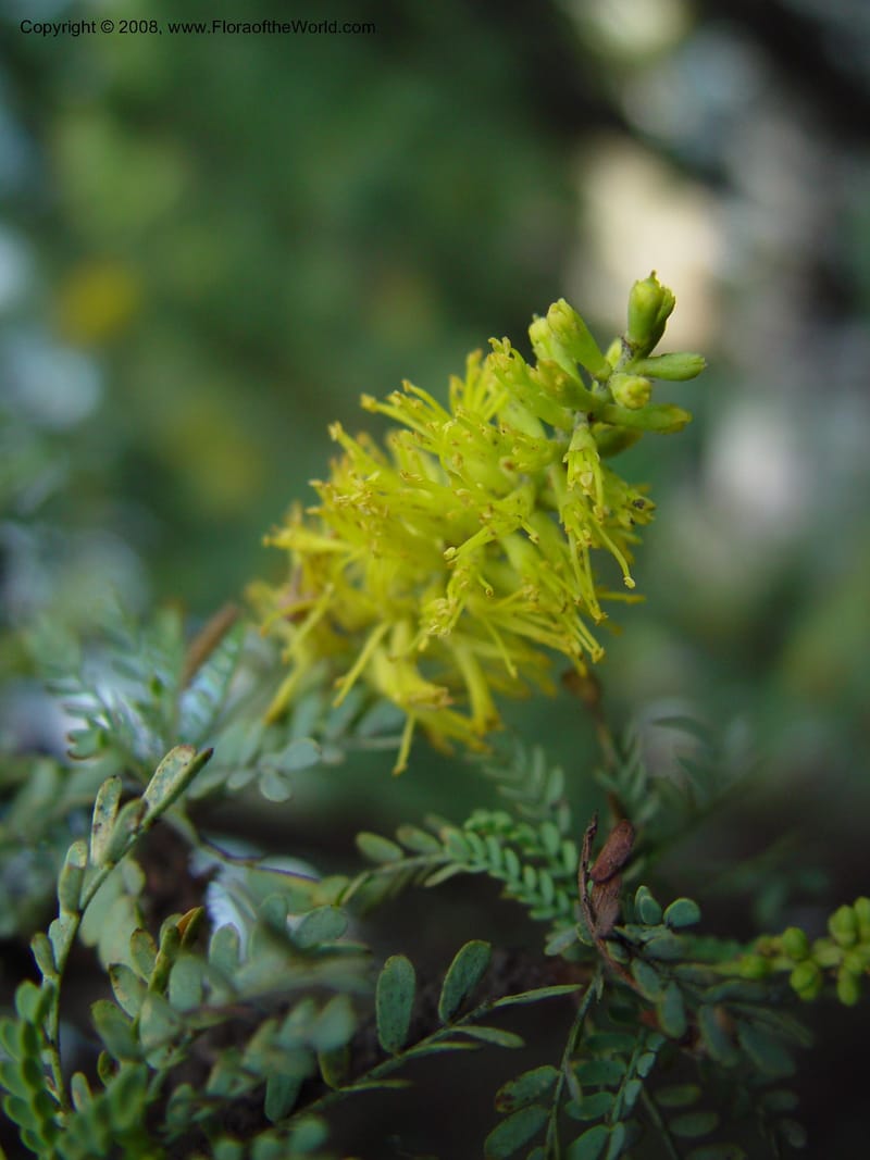 Prosopis palmeri--CA. UCLA. Mathias Bot. Gard. 13 Feb 03. 156.jpg
