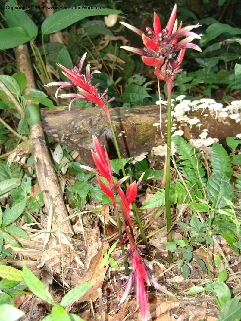 Heliconia, RVasquez32993--Peru. Pillcopata. Qbda Pini Pini. 29 Oct 07. 682.jpg
