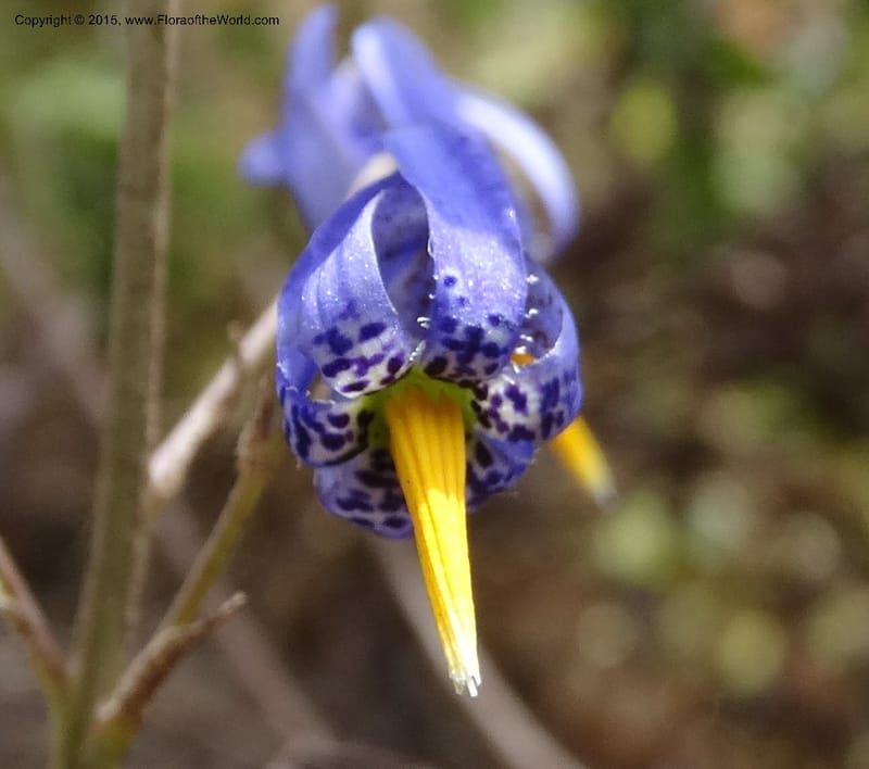 Conanthera bifolia, Davidson, C 12823--Chile. Ruta J-55 east of Talca. 27 Nov 2014. DSC08656 (15).JPG