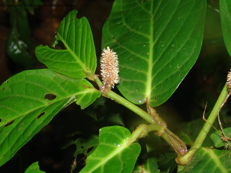 Piper longestylosum, AAraujoM1172--Bolivia. Pq. Nac. Madidi. Rio Tuichi, Rudidi Cr. 28 Nov 04. 078.jpg