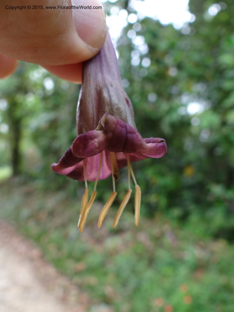 Merinthopodium neuranthum, Hammel 26105--Costa Rica. Road into Ranchos Tinamu. 3 Mar 2012. DSC03548 (106).JPG