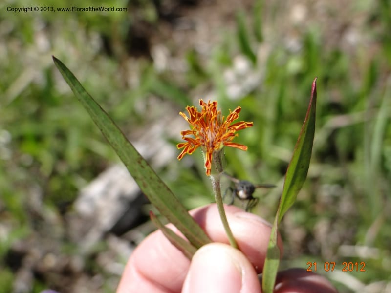 Agaseris aurantiaca, Davidson, C 12060--USA, Idaho, Valley Co., 21 July 2012  2806 (25).JPG