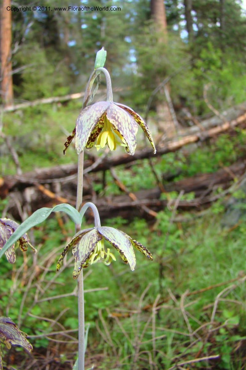 Fritillaria atropurpurea, C. Davidson 11437--Idaho. Valley Co. Payette Lake. Sylvan Beach. 7 June 2009. 034.jpg