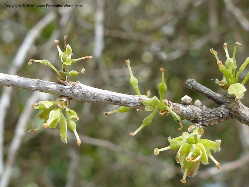 Forestiera segregata--Florida. Marie Selby Gardens, Sarasota. 16 March 2010. 193 (7).jpg