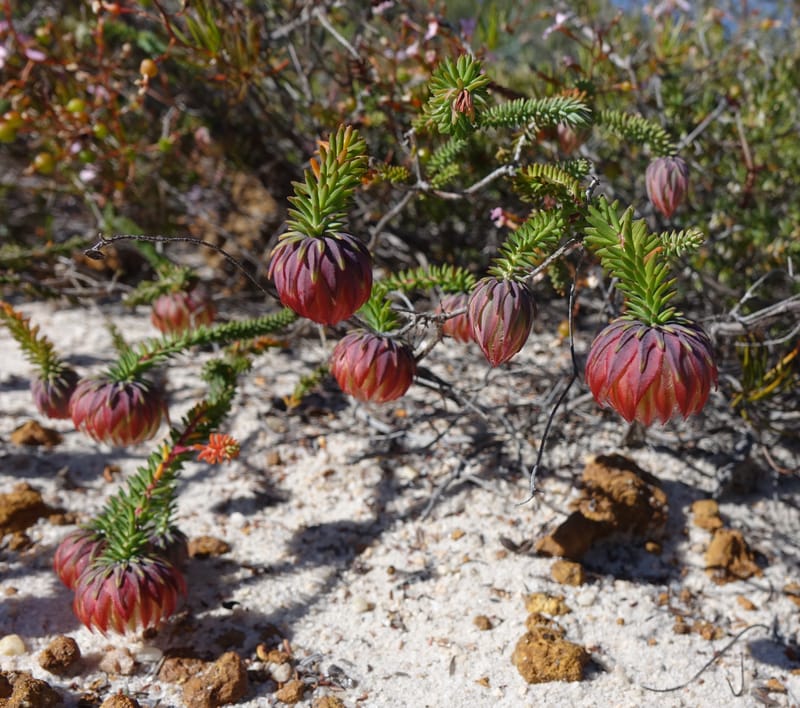 Darwinia polychroma, Davidson, C 13416--Australia. W.A. Past Coorow Rd. 23 Oct 2016. DSC04729 (27).JPG