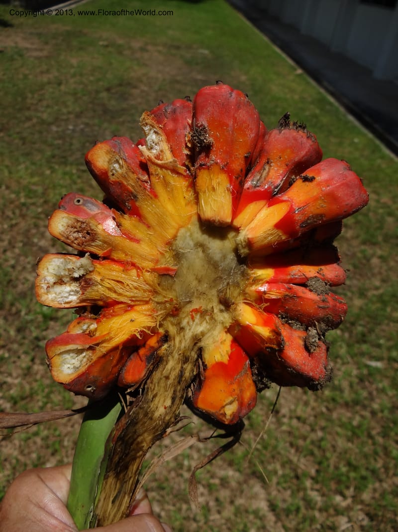 Pandanus odorifer, Callmander 1017--Malaysia, Sarawak. Bako Nat. Park. Beach. 31 Mar 2012. DSC06362 (111).JPG