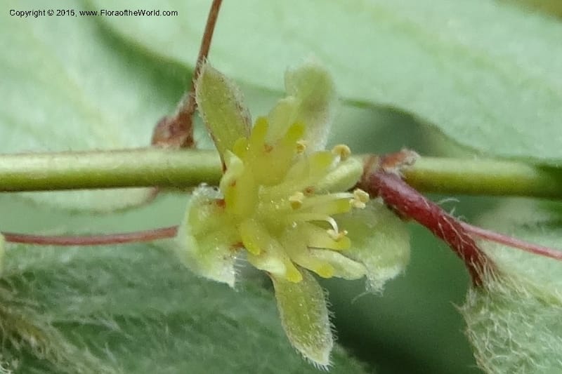 Leptopus chinensis, Boufford, D 43708--China. Sichuan. LongDongZhen on Rd. to LeiYuan Shan. 13 May 2014. DSC05860 (34).JPG