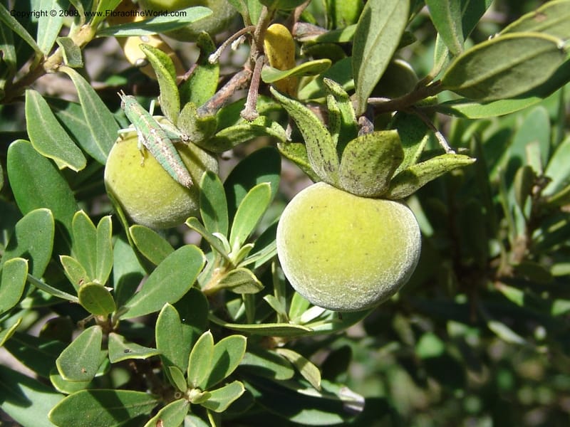 Diospyros dichrophylla--So.Africa. E. Cape. Moonstone Farm, Quanti Area, Stut. 8 Mch 05. 030.jpg