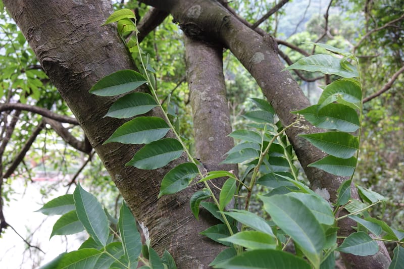 Eurycorymbus cavaleriei, Chung Kuo-Fang 3353--Taiwan. Wulai Distr. Wulai village. Chia Jiao Liao. 19 May 2016.  (13).JPG