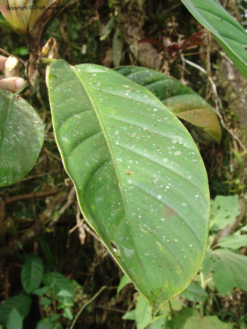 Philodendron clarkei, Croat95272--Ecuador. Prov. Pichincha. Tinalandia. 24 Feb 05. 230.jpg