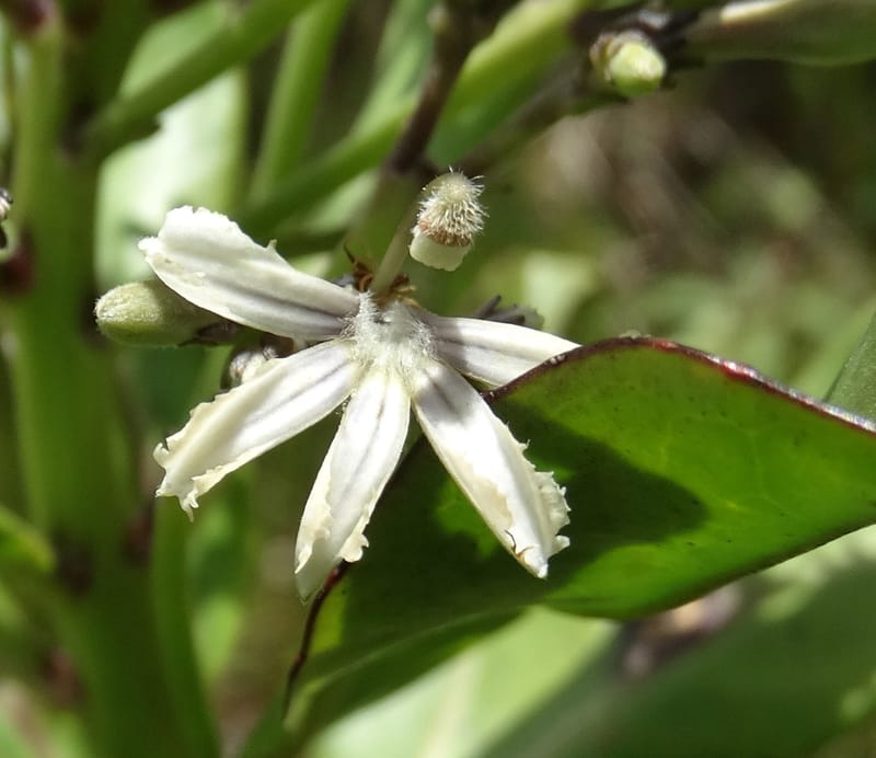 Scaevola floribunda, Lowry, P 7328--Fiji. Delaikoro Mtn. 3 Nov 2015. DSC08393 (167).JPG