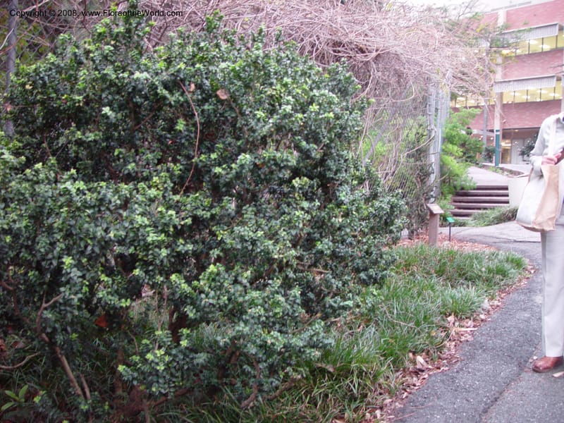 Buxus balericana--CA. UCLA. Mathias Bot. Gard. 13 Feb 03. 201.jpg