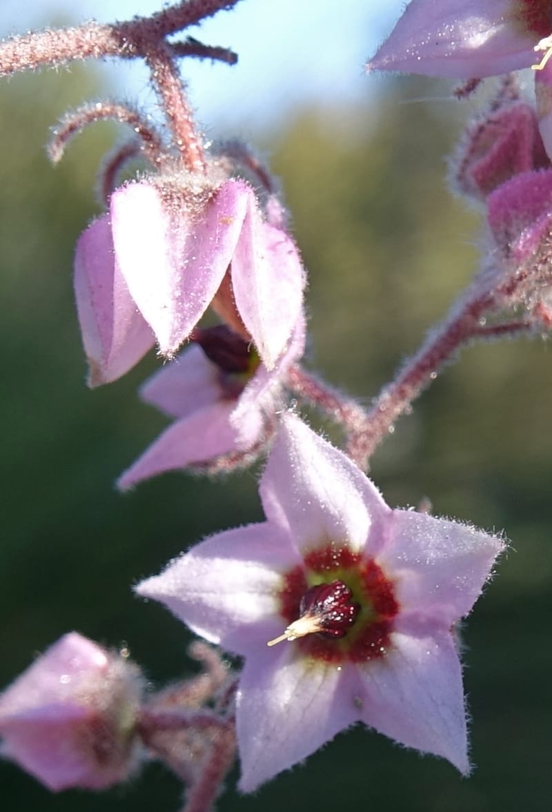Lasiopetalum glutinosum subsp. latifolium, Davidson, C 13388--Australia. W.A. Calingiri Rd. 22 Oct 2016. DSC04023 (21).JPG