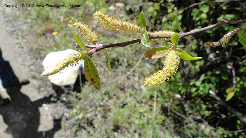 Salix, N. Martinez Melendez 2758--MX. Oaxaca. Camino Ixtlan-Talea. 15 Sept 2010. 278 (215).jpg