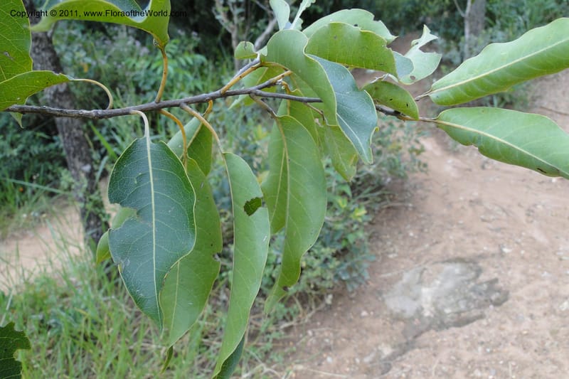 Terminalia, W. D. Stevens 31213--Paraguay. Edo. Concepcion. Garay Cue. 19 Mar 2011. 163 (10).jpg