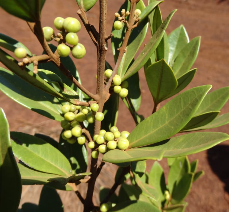 Comptonella, Munzinger, J 7483--New Caledonia. PinPin. 20 Nov 2015. DSC03938 (490).JPG