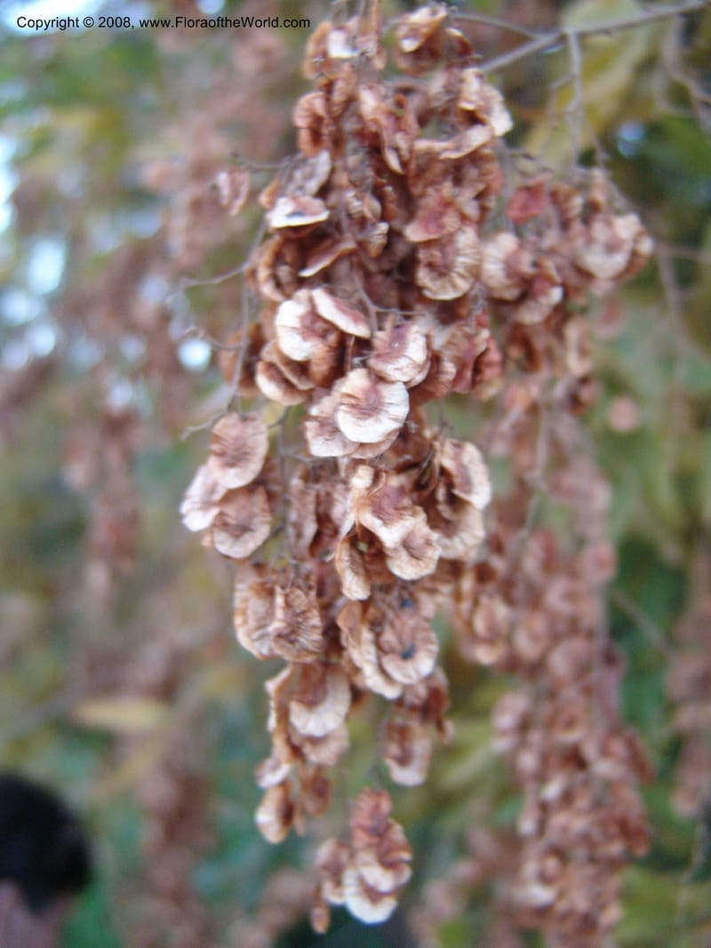 Smodingium argutum--So. Africa. Pretoria Nat. Bot. Gard. 25 Jun 04. 173.jpg