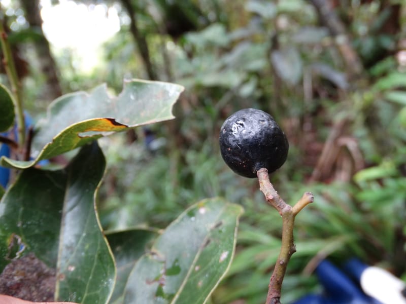 Cryptocarya turbinata, Munzinger, J 7359--Fiji. Waisali Rainf. Reserve. 4 Nov 2015. DSC08848 (107).JPG