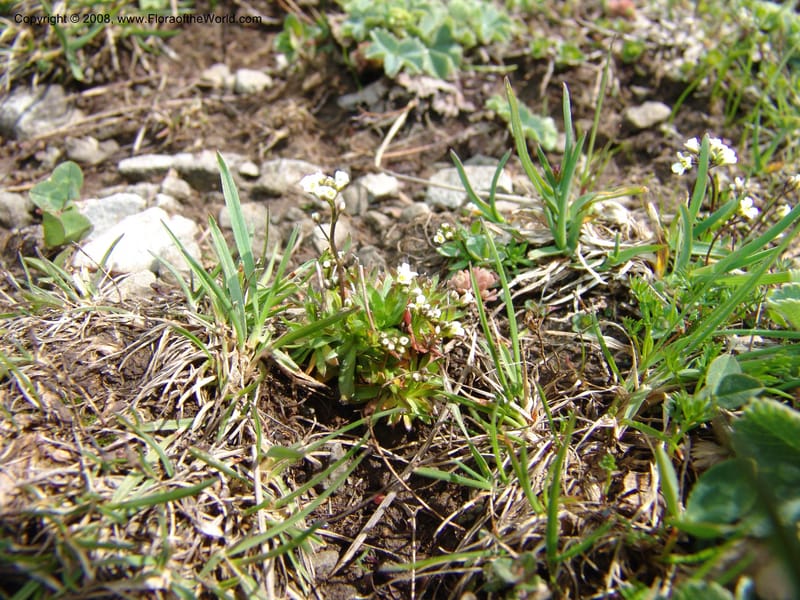 Draba siliquosa--Georgia. Vic. of Tskhrats'karo Pass. 7 Jun 05. 069.jpg