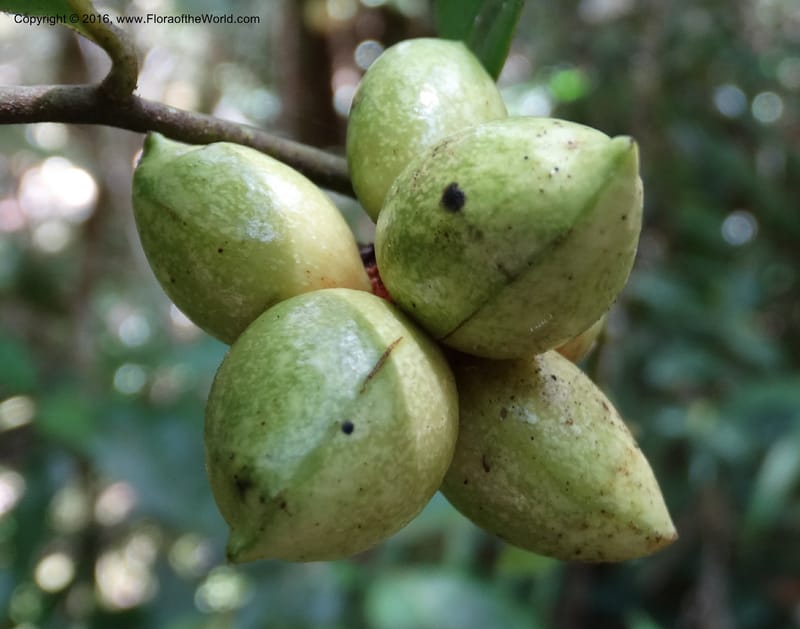 Artabotrys, Davidson, C 12924--Sabah. Kinabalu Nat. Park. Bundu Tuhan View Trail. 28 Mar 2015. DSC00951 (231).JPG