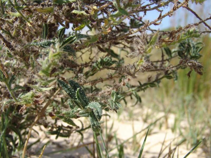 Echium gaditanum--Spain. Andalucia. Parque Nacional Donana. 7 Oct 04. 131.jpg