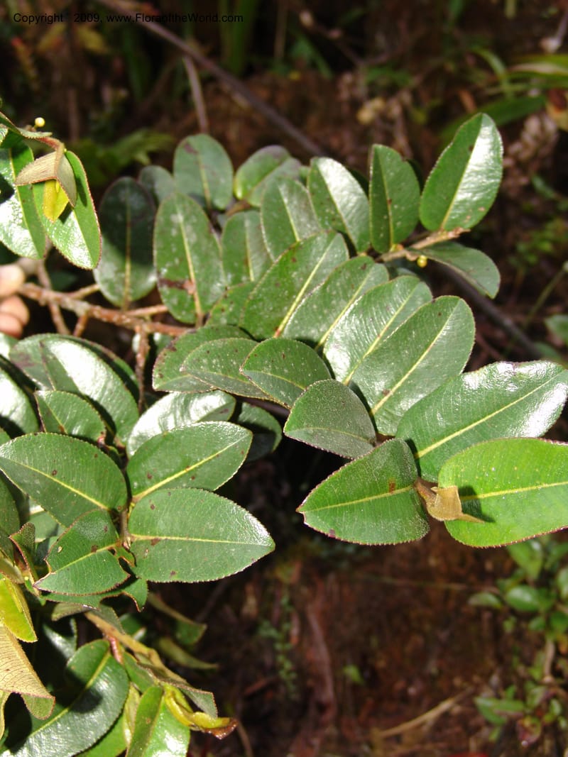 Freziera, DNeill15999--Ecuador. Zam Ch. Res.Tapichalaca. Qb. Honda. 25 Sep 07. 174.jpg