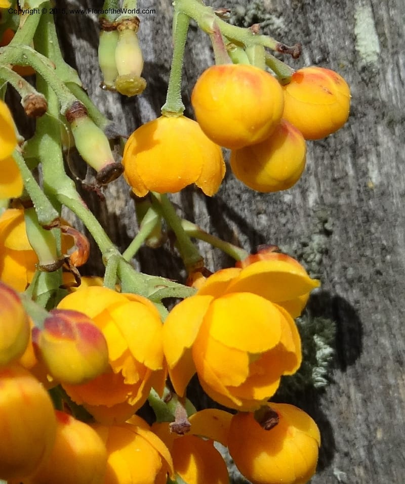 Berberis jamesonii, Ulloa, C 2504--Ecuador. Antesana. Lga. Sta. Lucia. 24 Apr 2015. DSC02778 (129).JPG