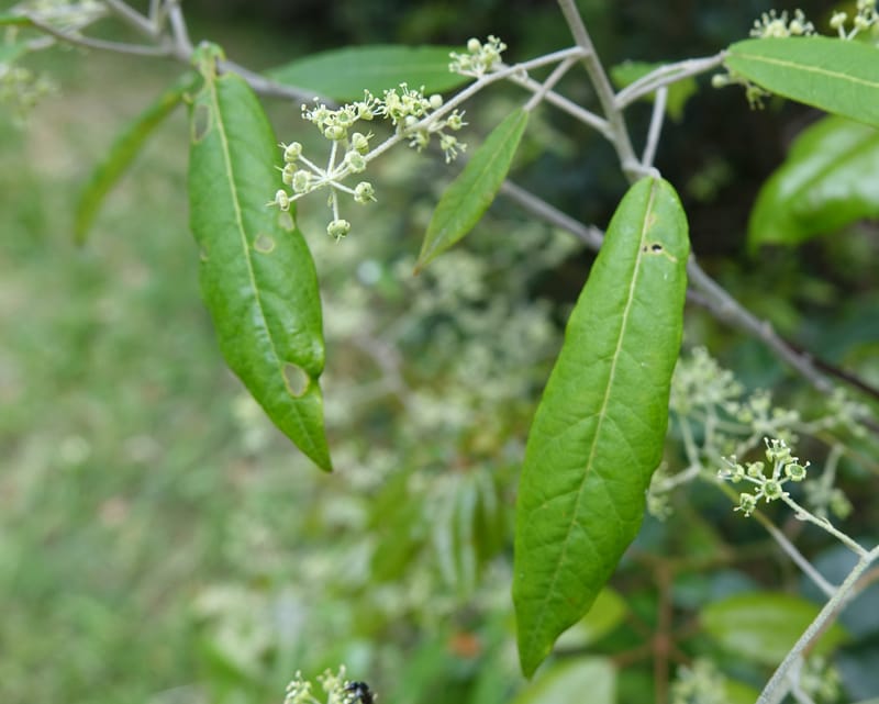 Astrotricha latifolia, Davidson, C 13352--Australia. Qld. Springbrook R (11).JPG