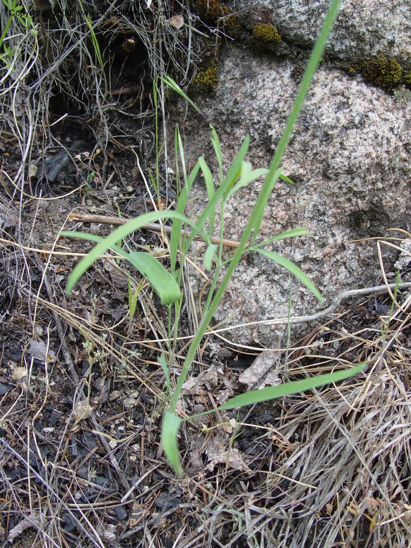 Lomatium triternatum--ID. Idaho Co. Salmon R. Polly Bemis Ranch. 7 May 04. 063.jpg
