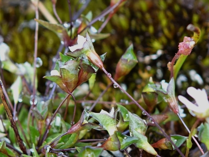 Phyllangium paradoxum, Davidson, V 13496--Australia. W. A. Two People's Bay Nat. Res. 29 Oct 2016. DSC06475 (108).JPG