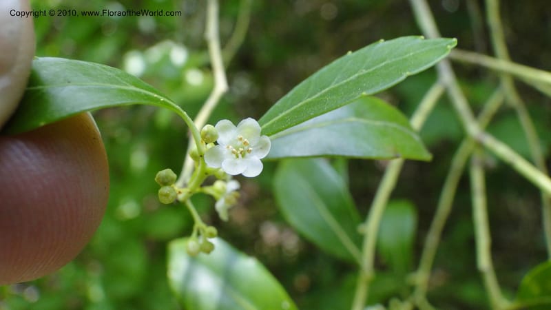 Ilex glabra, Mori 27396--North Carolina. Johnson Co. Hwy 50. SE of Benson. 21 May 2010. 091 (84).jpg