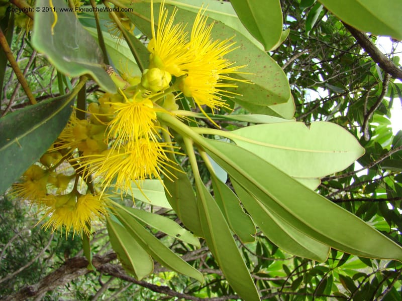 Carpolepis laurifolia, M. Callmander 831--New Caledonia. Mont Dzumac road. 23 Jan 2010.  001 (605).jpg