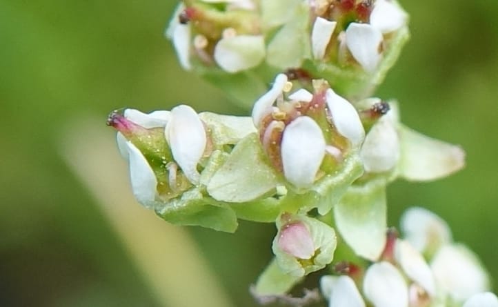 Micranthes oregana, C. Davidson 13615--CA. Modoc Co. Warner Mts. Hwy 299. 7 June 2017. DSC01455 (102).JPG
