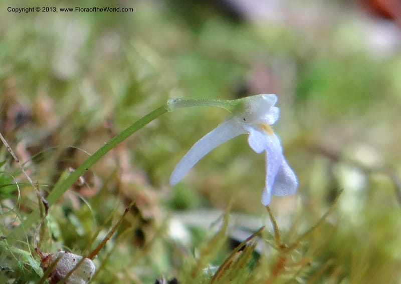 Utricularia, VC 5533--Thailand. Chiang Mai Prov. Doi Pha Hom Pok Nat. Park. 10 Nov 2012. DSC08349 (157).JPG