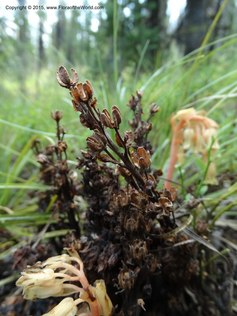 Monotropa hypopitys, Davidson, C 12626--ID. Idaho Co. S of Steamboat Summit. 5 Aug 2014. DSC00156 (210).JPG