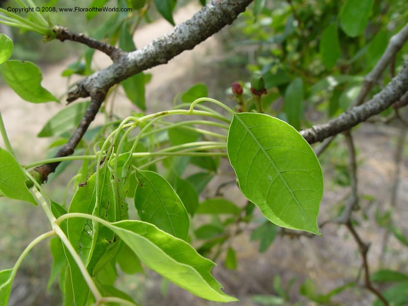 Sclerocarya birrea ssp caffra--So. Africa. Zululand.  Lake Sibaya Lodge.  1 Oct 03. 152.jpg