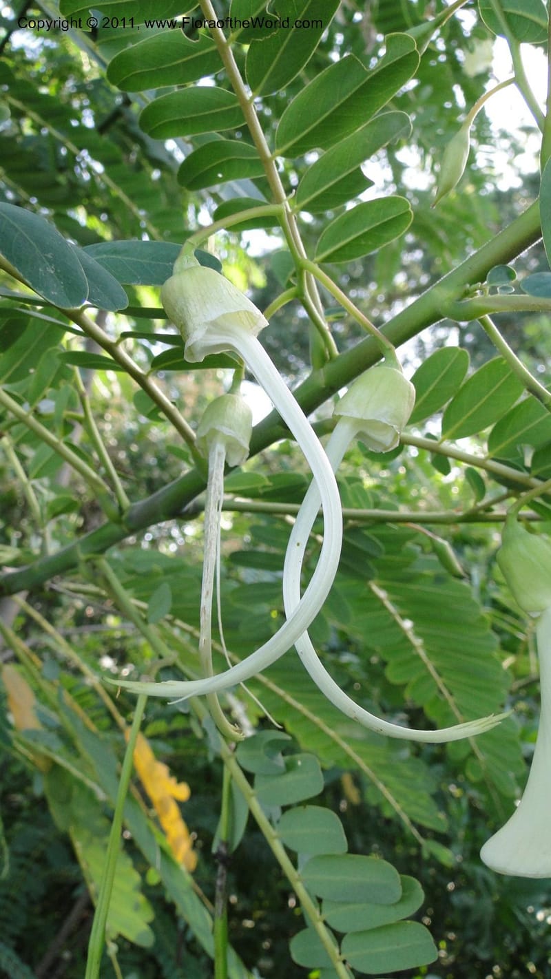 Sesbania grandiflora, Gereau--Tanzania. Univ. of Dar es Salaam. 9  May 2010 367 (6).jpg