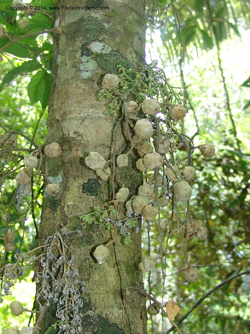 Leonia, Farfan 732--Peru. Edo. Madre de Dios. Quebrada Loboyoc. 21 Oct 05. 438.jpg