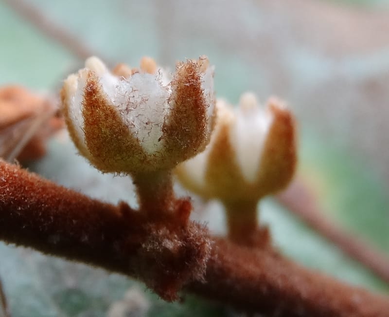 Storthocalyx sordidus, Callmander, M 1230--New Caledonia. Haute Robinson. 11 Nov. 2015. DSC00909 (90).JPG