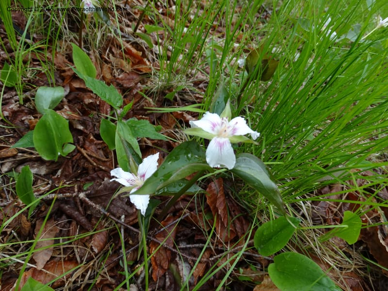Trillium undulatum, Davidson, C 12959--North Carolina. Trans. Co. Devil's Courthouse View. 12 May 2015. DSC04151 (72).JPG